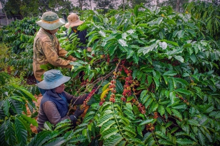 Nâng giá trị xuất khẩu cho ngành hàng cà phê