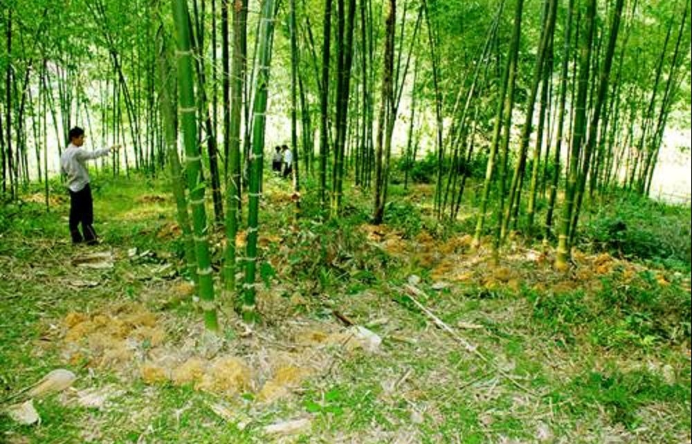 Thanh Hóa: Khôi phục lại tình trạng ban đầu của đất rừng đặc dụng, đất rừng phòng hộ, đất rừng sản xuất