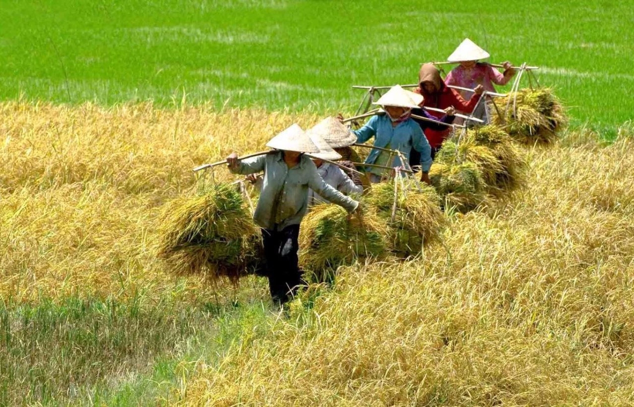 Tự ý chuyển mục đích sử dụng đất trồng lúa sang trồng cây ăn quả là vi phạm pháp luật đất đai