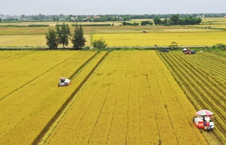 Long An: Được chấp thuận chuyển mục sử dụng 36 ha đất trồng lúa sang đất phi nông nghiệp