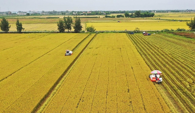 Long An: Được chấp thuận chuyển mục sử dụng 36 ha đất trồng lúa sang đất phi nông nghiệp