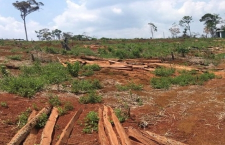 Đắk Nông: Bàn giao hơn 1.200 ha đất rừng cho Công ty Quảng Sơn