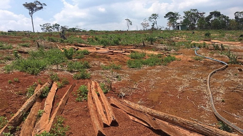 Đắk Nông: Bàn giao hơn 1.200 ha đất rừng cho Công ty Quảng Sơn