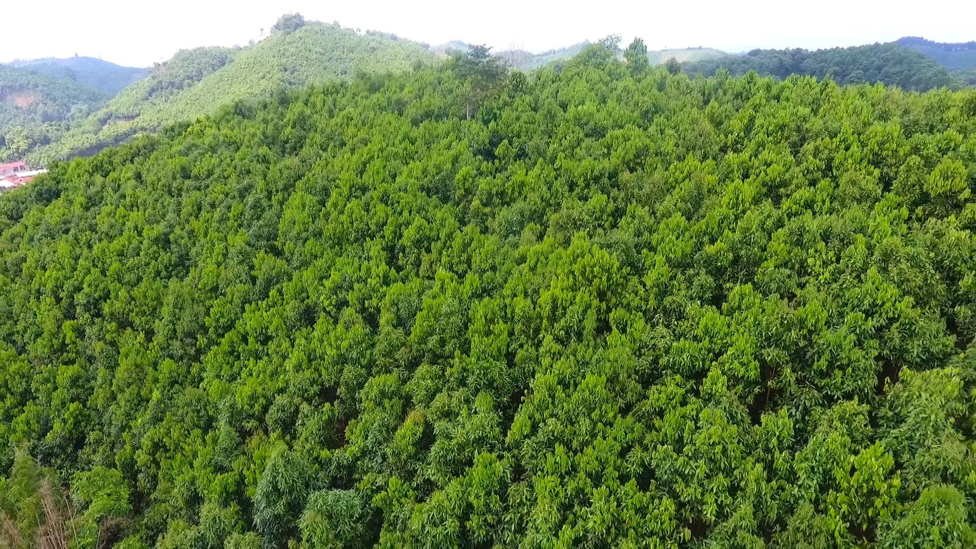 Yên Bái đất rừng bị xâm lấn do công tác quản lý nhà nước chưa nghiêm