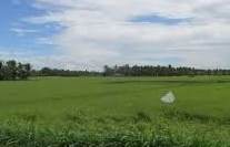 Trà Vinh: Chuyển đất trồng lúa sang đất phi nông nghiệp