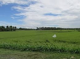Trà Vinh: Chuyển đất trồng lúa sang đất phi nông nghiệp