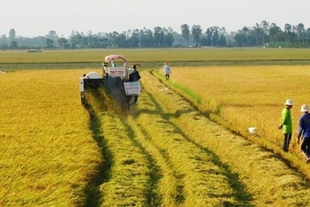 Rà soát việc chuyển đổi đất trồng lúa, đất rừng để thực hiện dự án